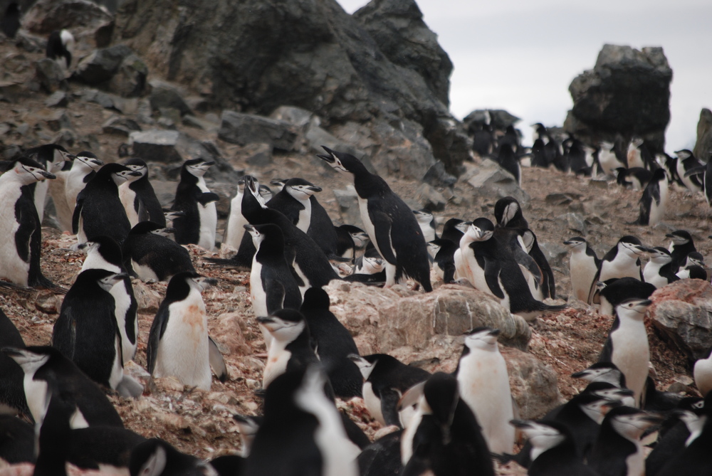 Антарктика, Антарктически пингвин надава любовен зов
