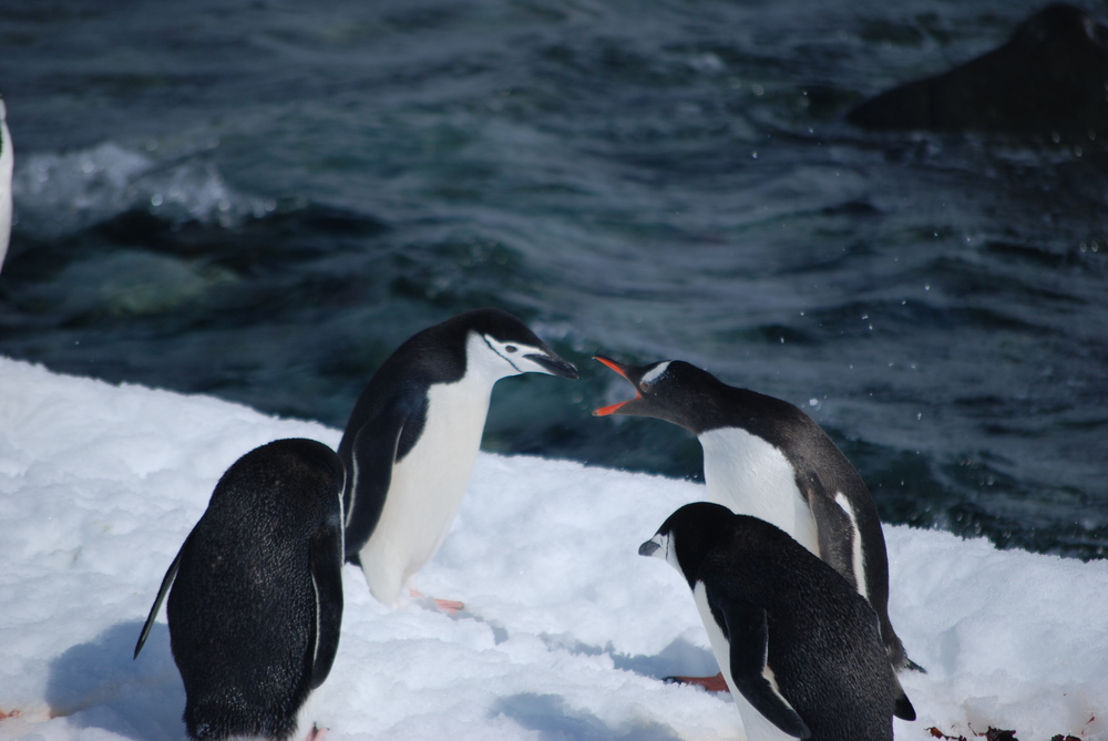 Антарктика, Пингвин Папуа, случайно попаднал в колония на Антарктически пингвини
