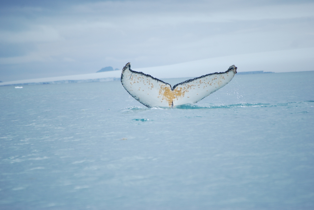 Антарктика, Гърбат кит мята опашка в залива Емона. За този вид са характерни бучковидните образувания по тялото
