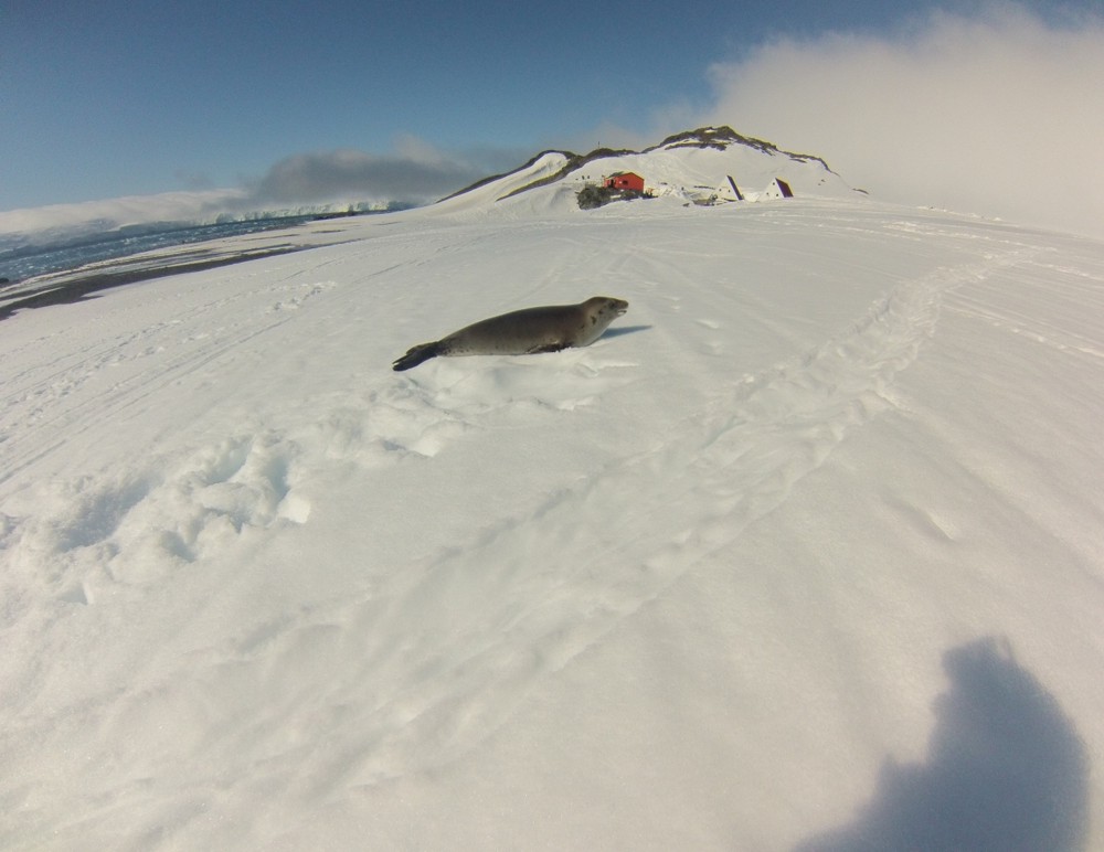 Антарктика, Тюлен на Уедъл пред базата „Св. Климент Охридски“. На снимката „Куцото куче“ и „Руската барака“ са вдясно от триъгълните къщи, покрити със сняг
