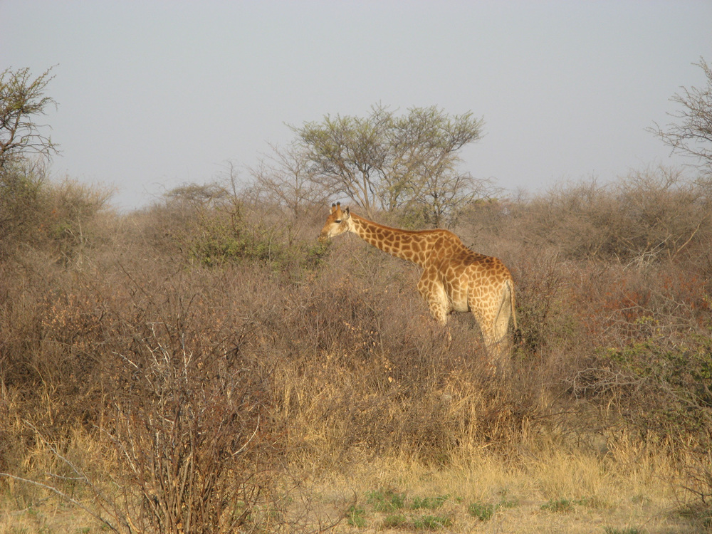 Ботсвана, Пасящ край пътя жираф

