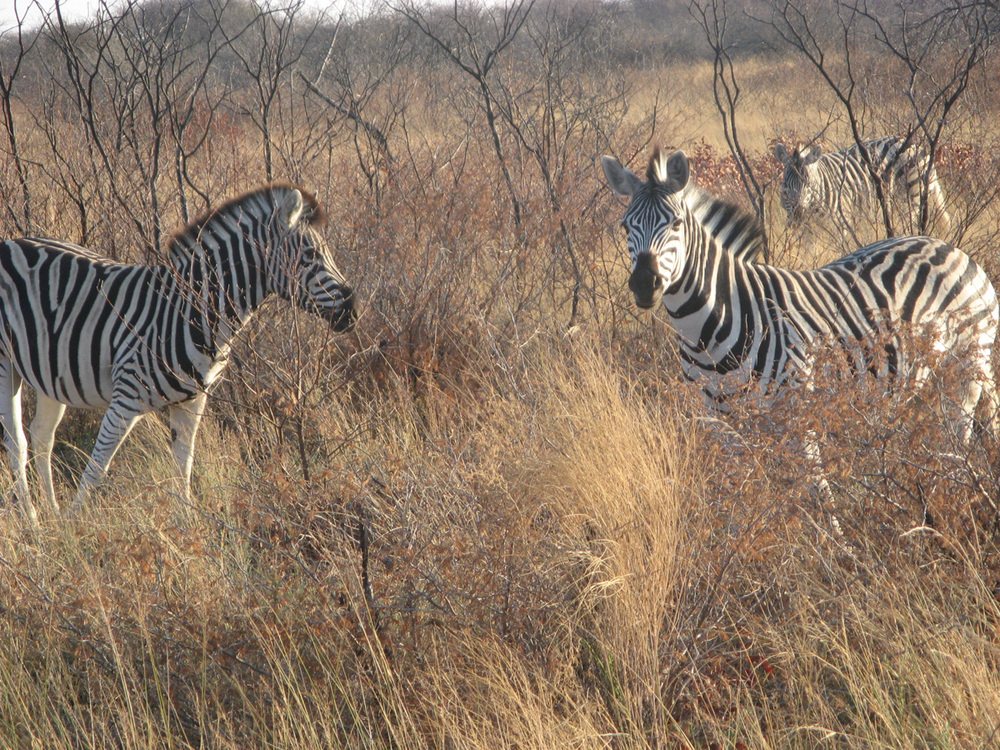 Ботсвана, Пасящи край пътя зебри
