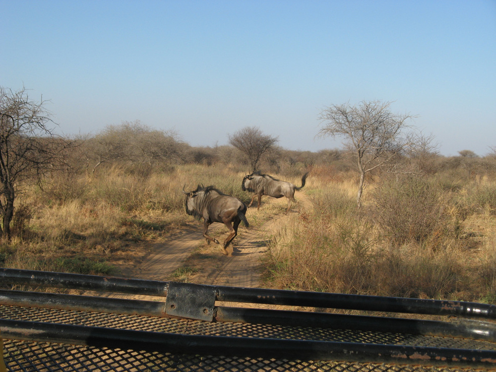 Ботсвана, Антилопи гну
