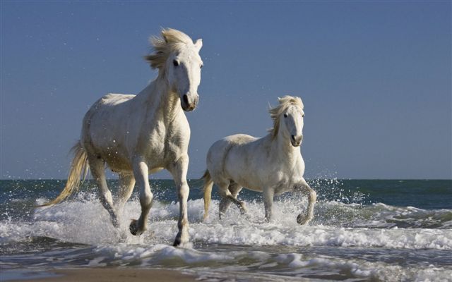 Франция, Прованс, Бели камаргски коне, препускащи по брега

