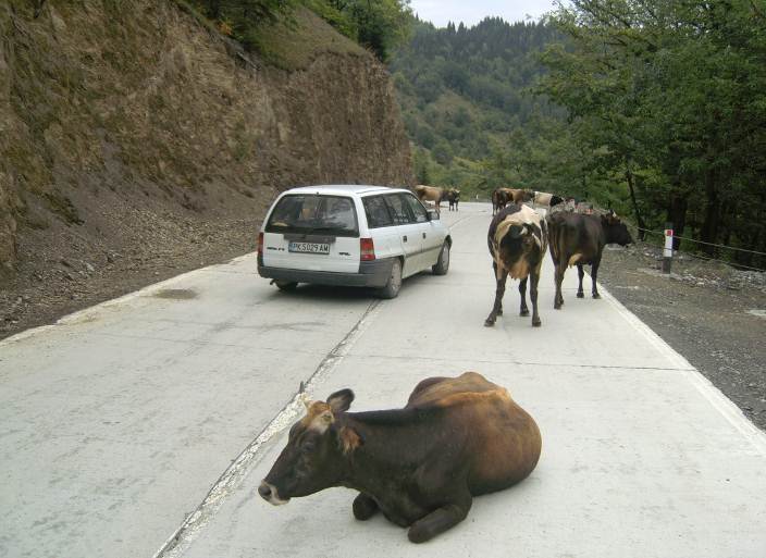 Грузия, В Кавказ кравите са навсякъде
