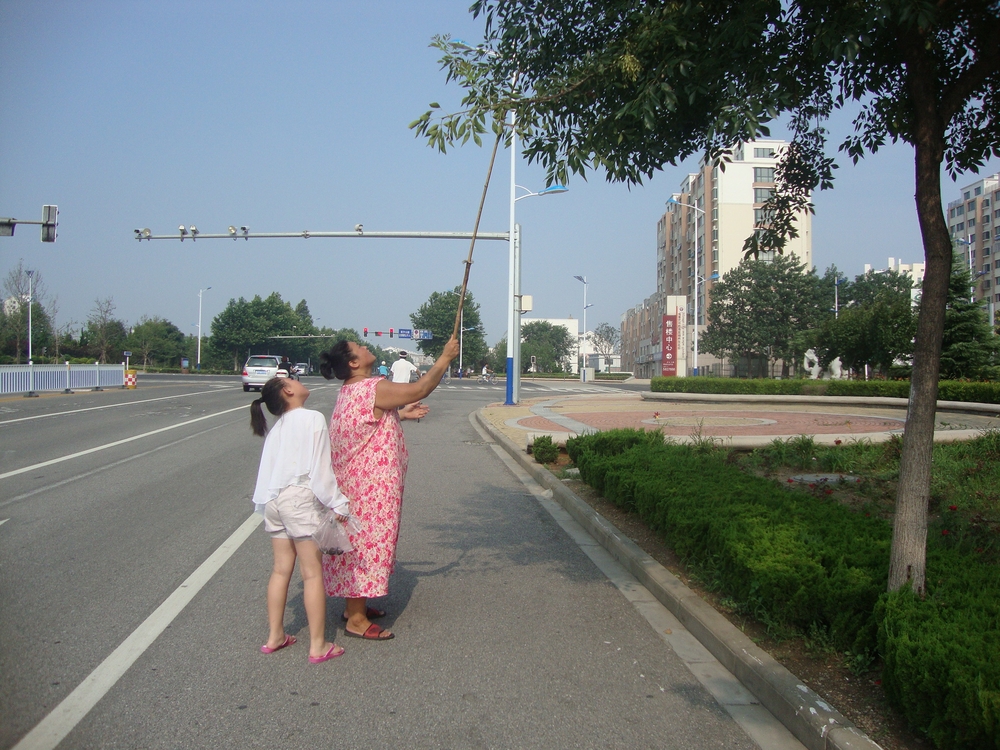 Китай, Пънлай, Жена с дете ловят цикади
