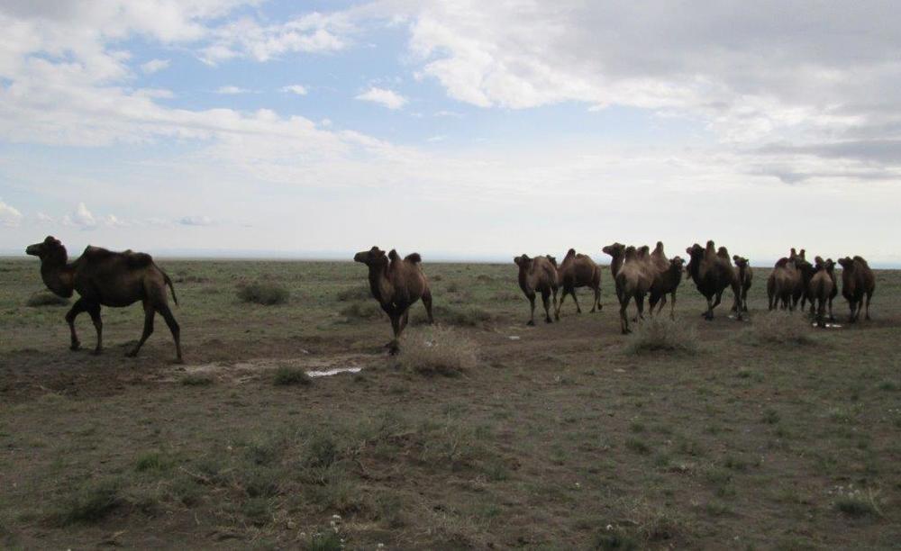 Монголия, Стадо от двугърби камили в западната част на пустинята Гоби
