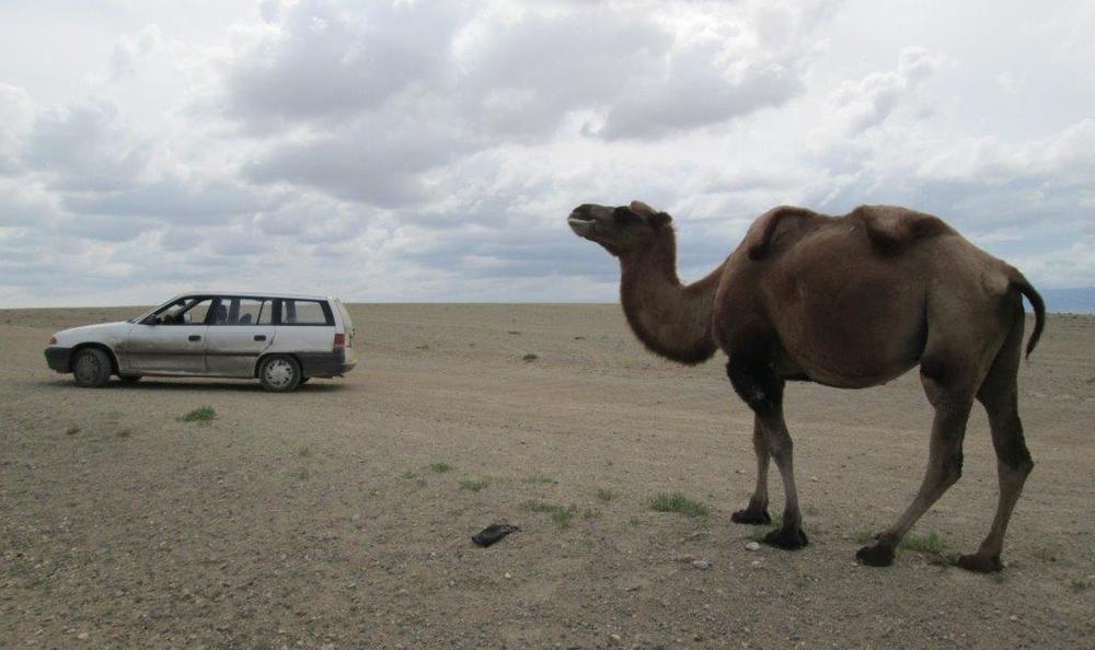 Монголия, Отделила се от стадото любопитна камила оглежда моя Опел в западната част на пустинята Гоби
