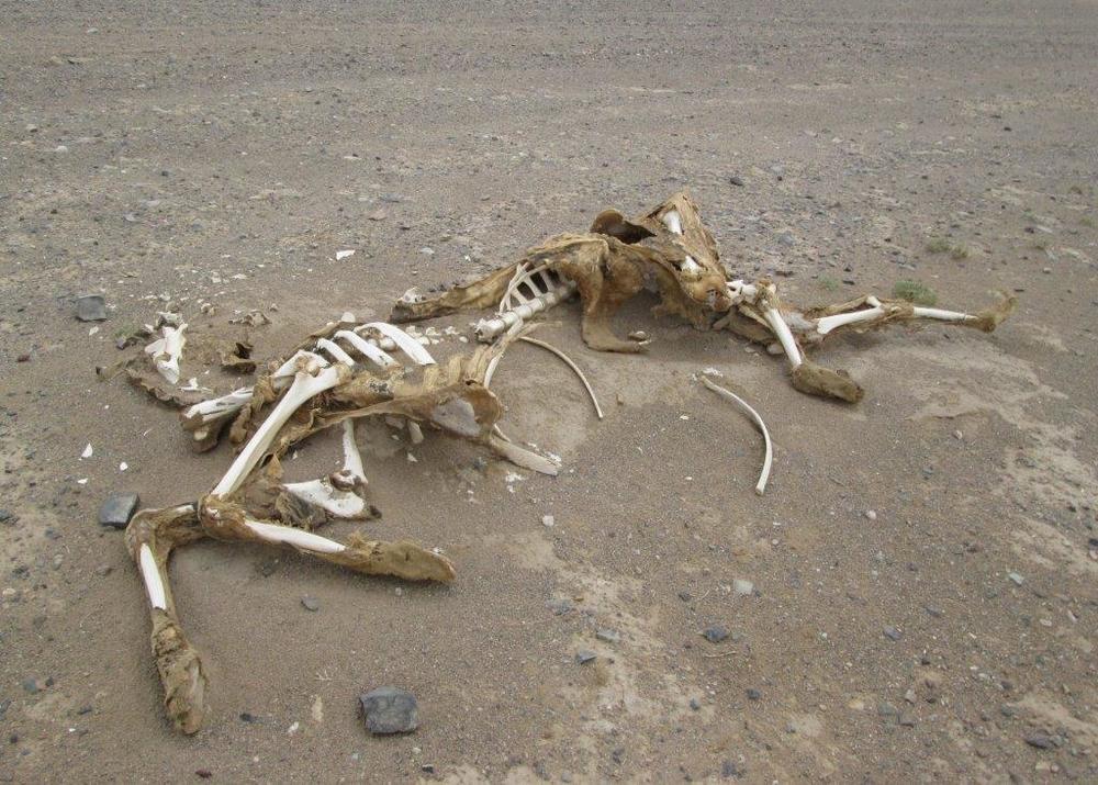 Монголия, Минах и покрай скелет на камила в пустинята
