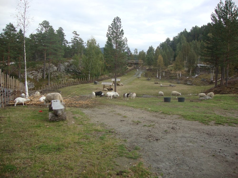Норвегия, Може да нахраните козичките
