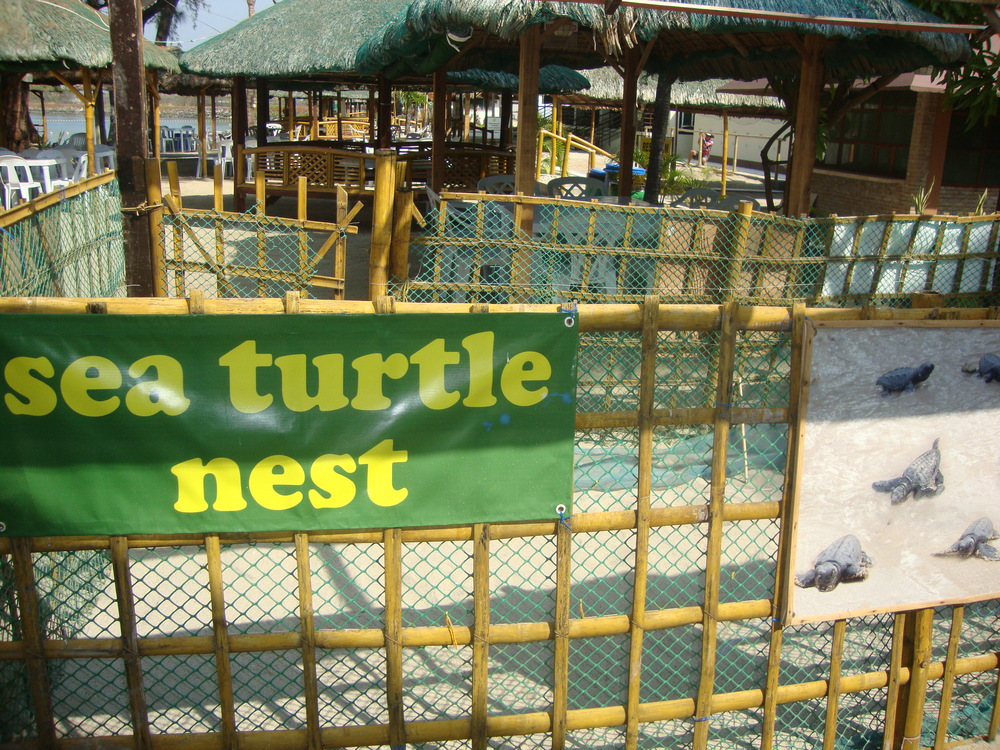 Филипини, Гнездото на морските костенурки
