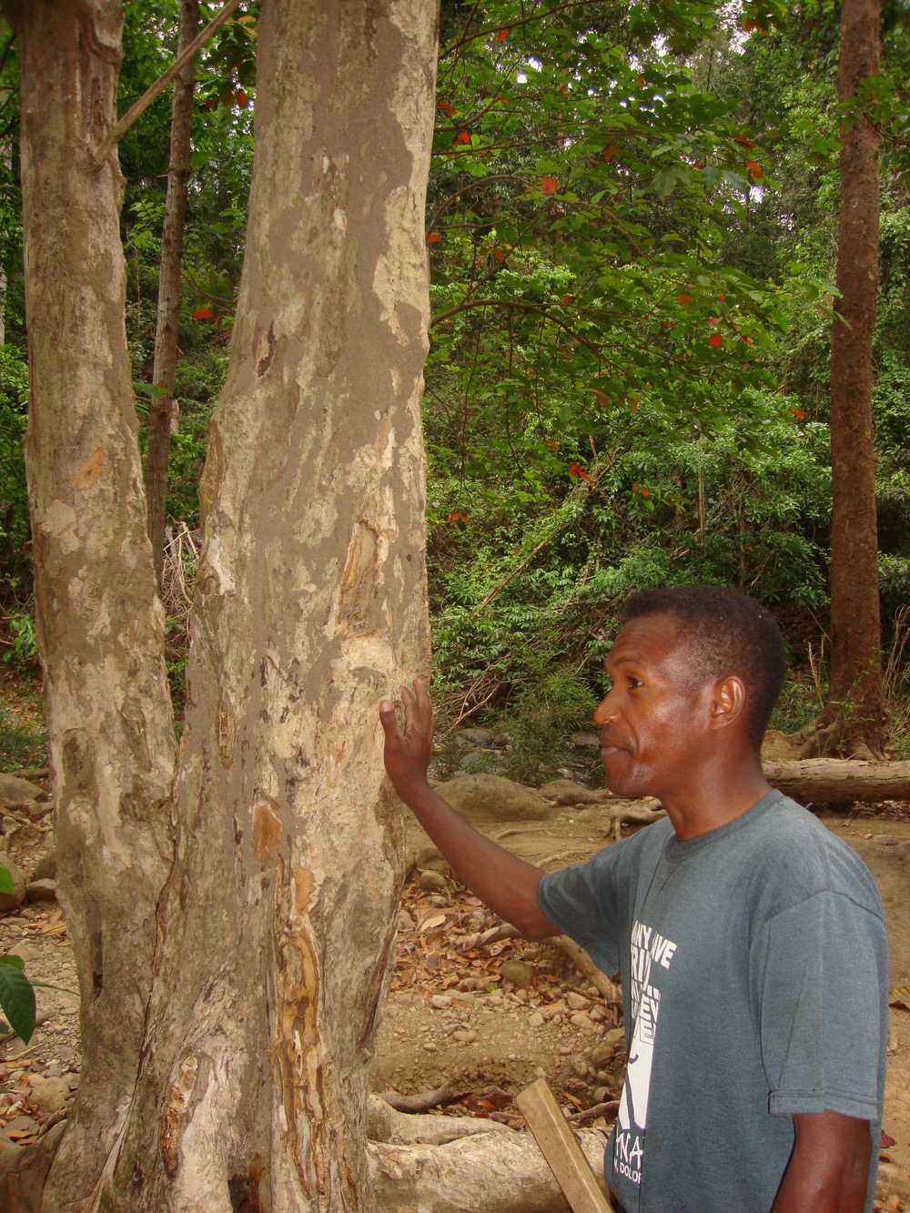 Филипини, Симсон показва дървото банаба
