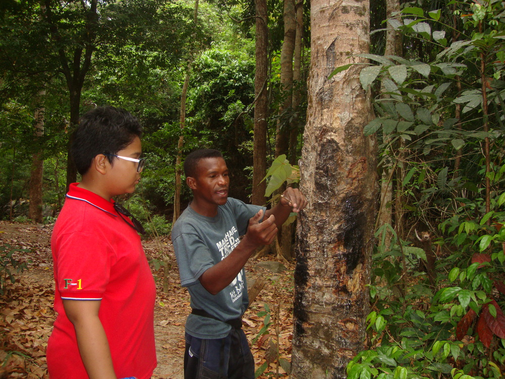 Филипини, Симсон показва смолата на каучуковото дърво
