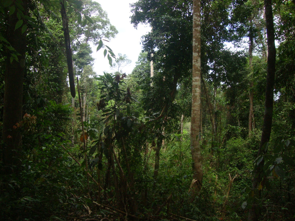 Филипини, джунглата в Памулаклакин
