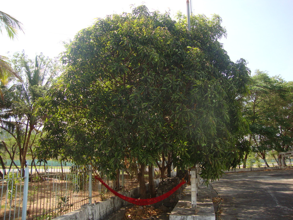 Филипини, хамакът на Рей, вързан под мангово дърво
