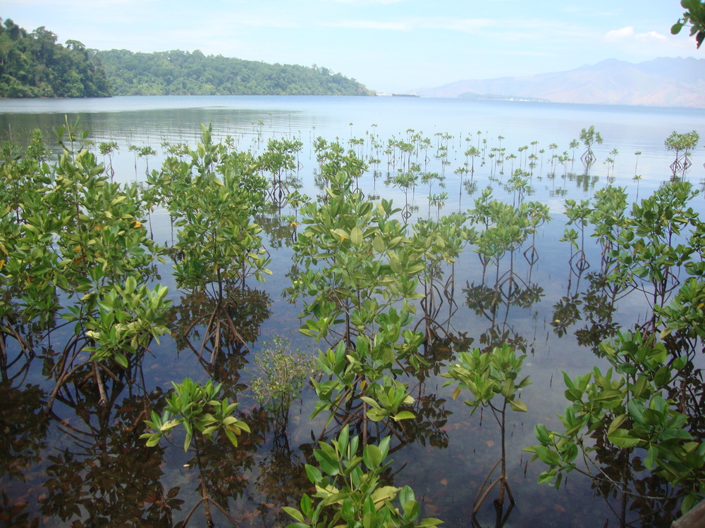 Филипините, мангрова растителност
