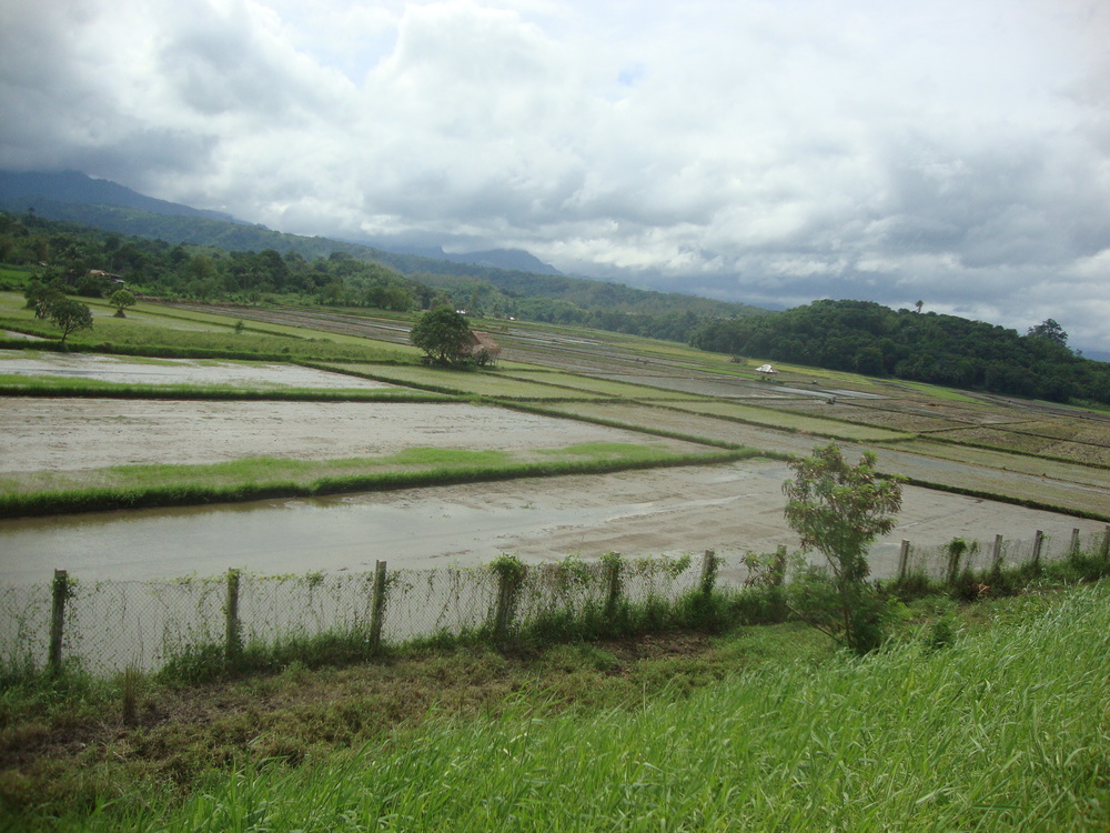 Филипините, оризови ниви по пътя за Ангелес
