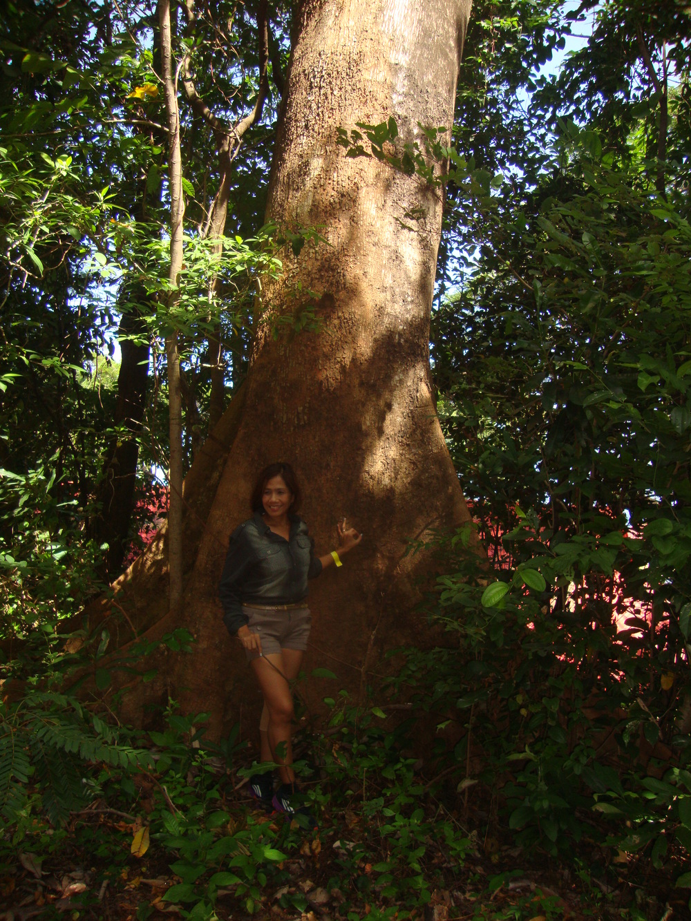 Филипините, Агнес пред бял лауан – предпочитано от капре дърво
