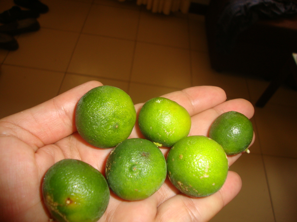Филипините, каламанси /малки лимончета/

