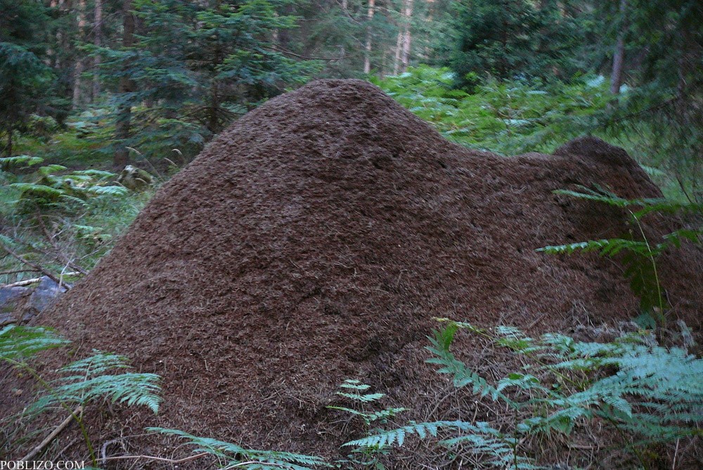 Пирин, Гигантски мравуняк край пътеката
