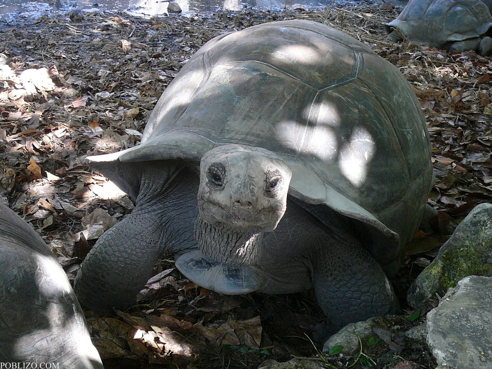 Сейшелите, Ла Диг, гигантска костенурка
