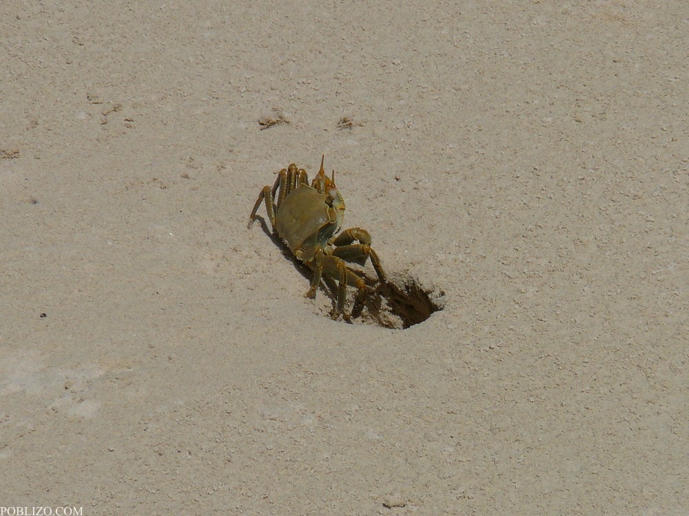 Сейшелите, раците се готвят да снасят яйцата си в дупки на плажа
