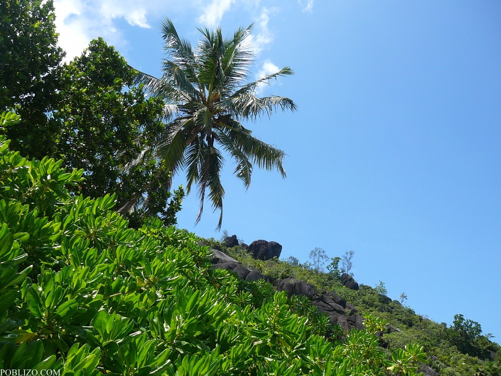 Сейшелите, Флората на остров Махе
