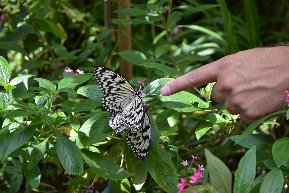 Тайван, Тайпе, зоопарка, къщата на насекомите, пеперуди
