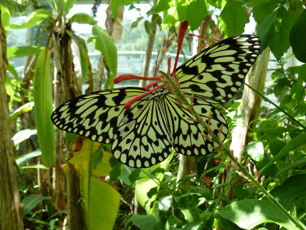 Тайван, Тайпе, зоопарка, пеперуда
