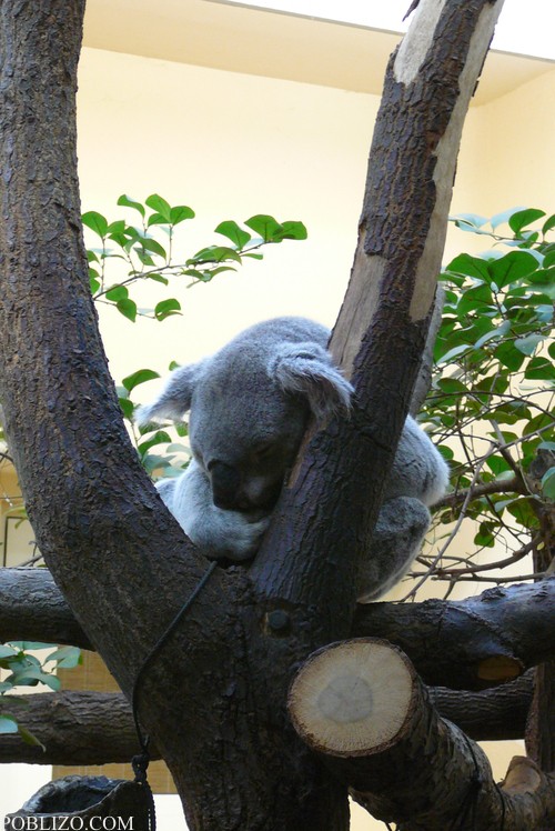 Виена, зоологическата градина, коала

