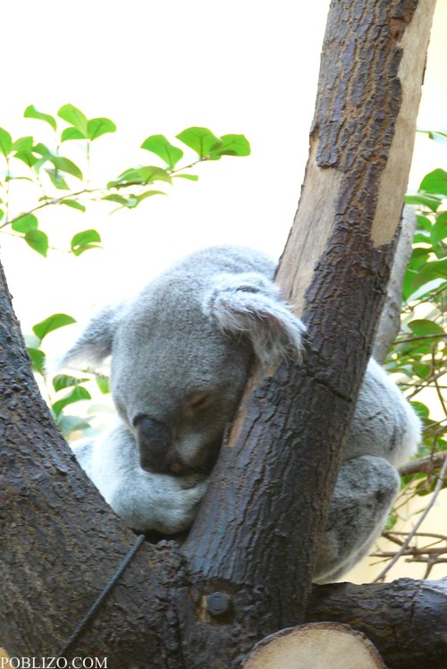 Виена, зоологическата градина, коала
