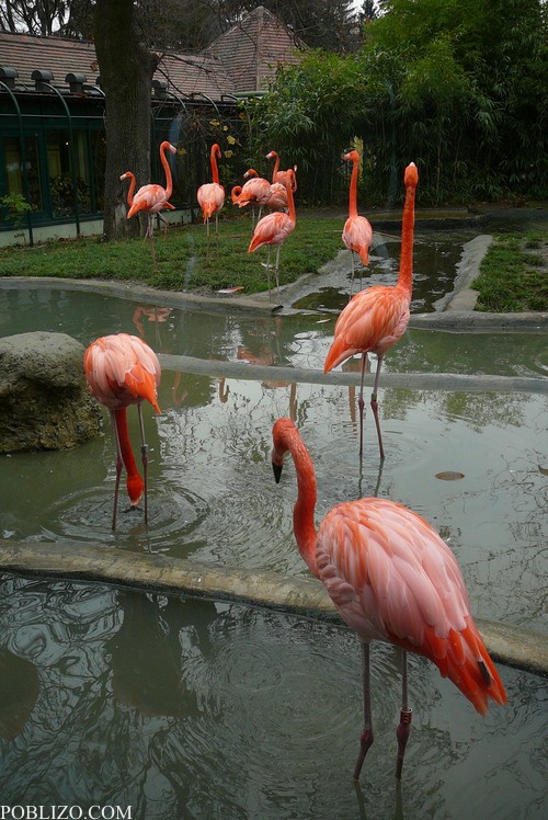 Виена, зоологическата градина, фламинго
