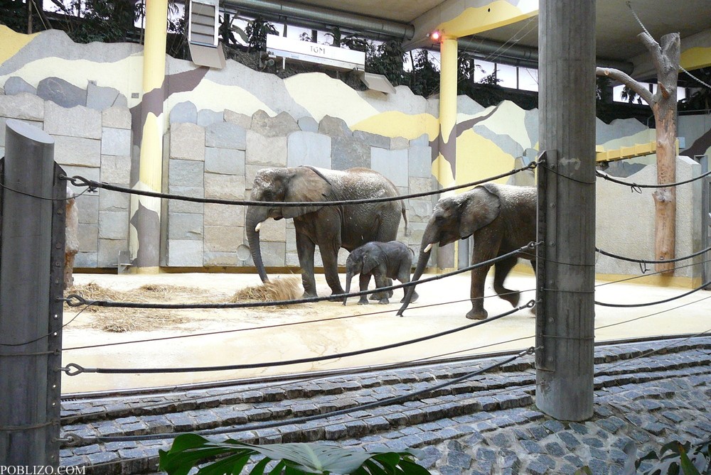 Виена, зоологическата градина, семейство слонове
