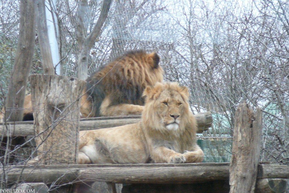 Виена, зоологическата градина, лъвове
