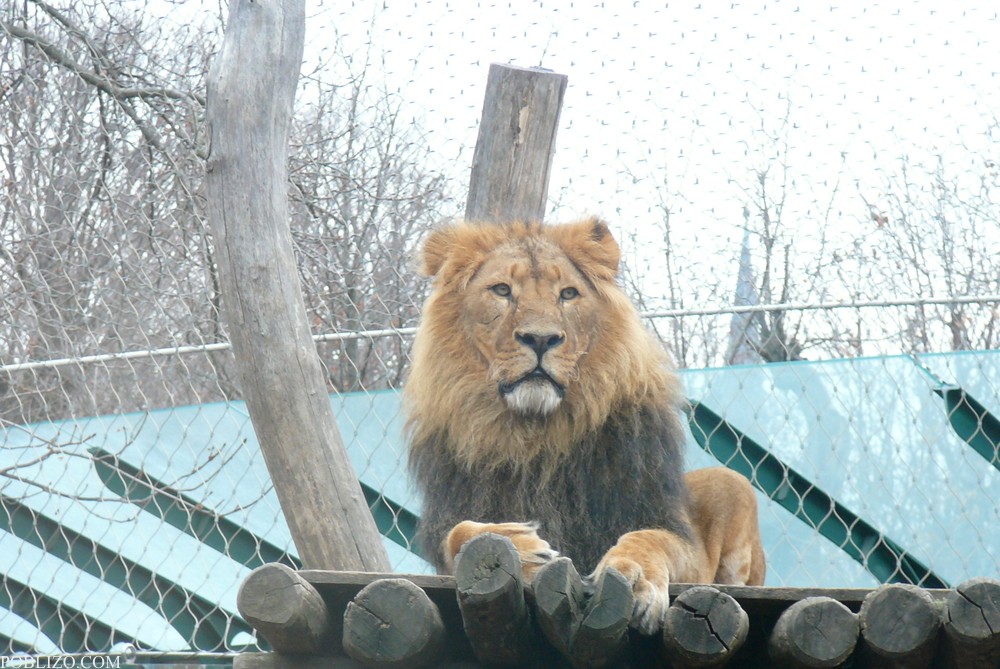 Виена, зоологическата градина, лъв
