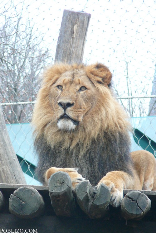 Виена, зоологическата градина, лъв
