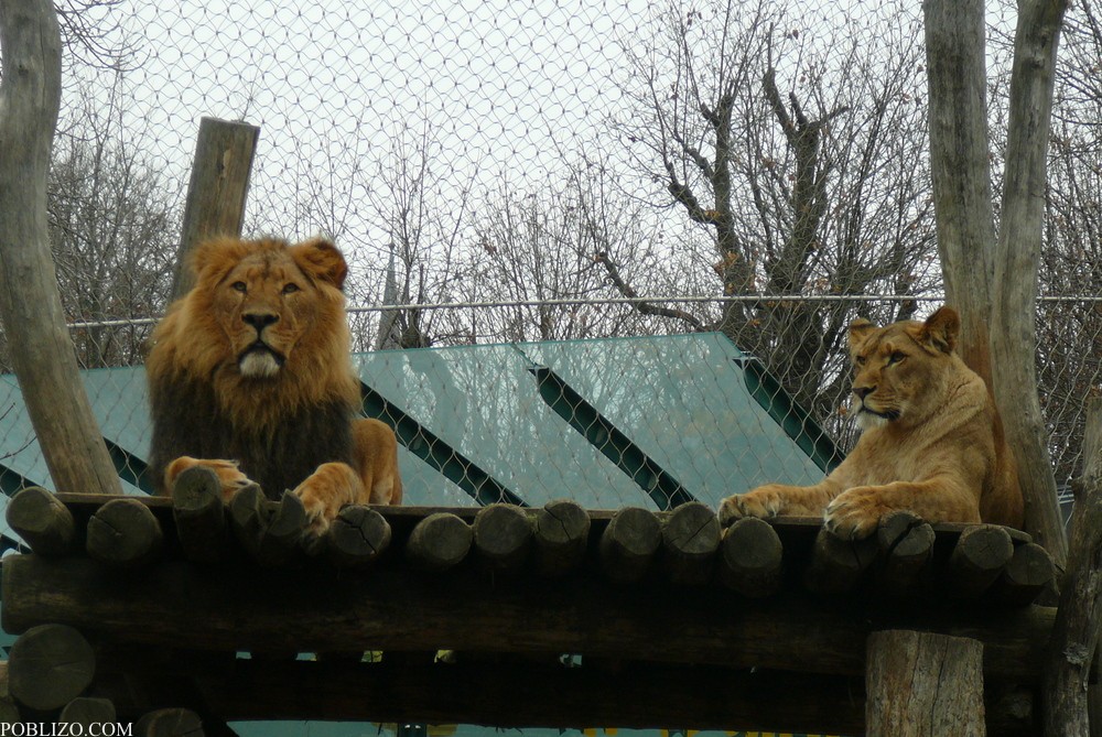 Виена, зоологическата градина, лъв и лъвица
