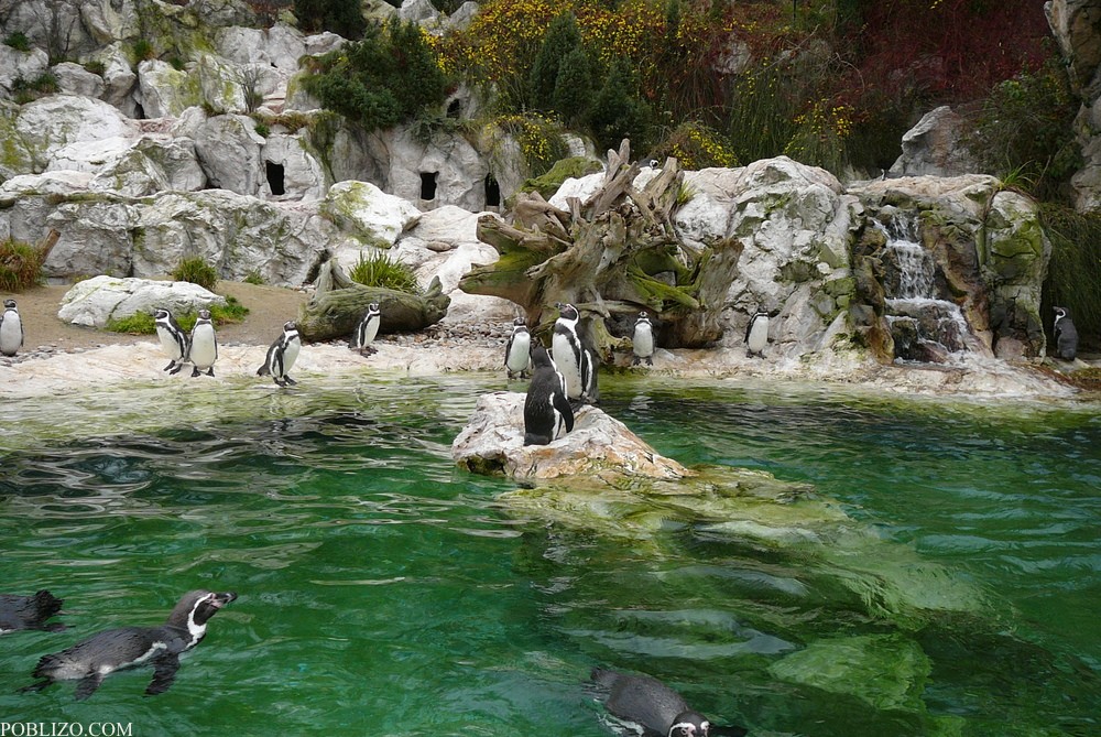 Виена, зоологическата градина, пингвини
