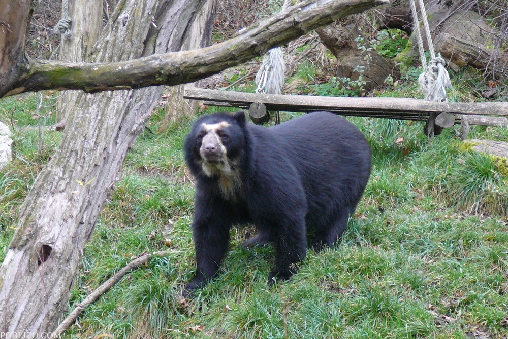 Виена, зоологическата градина, черна мечка
