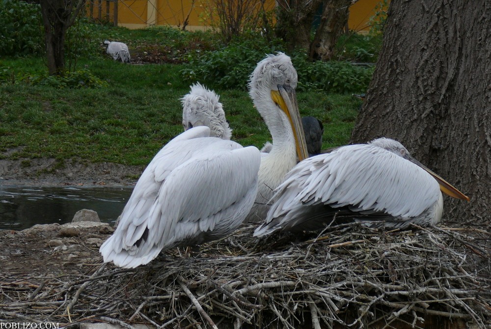 Виена, зоологическата градина, пеликани
