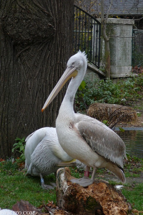 Виена, зоологическата градина, пеликани

