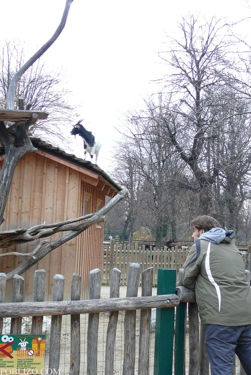 Виена, зоологическата градина
