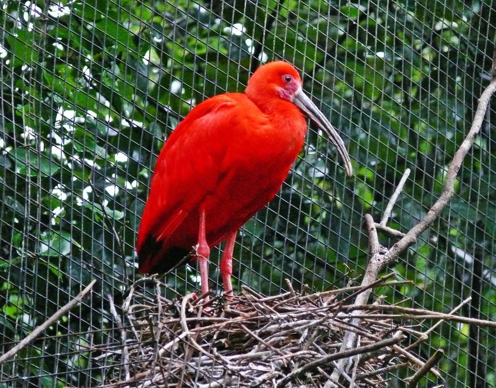 Червената птица
