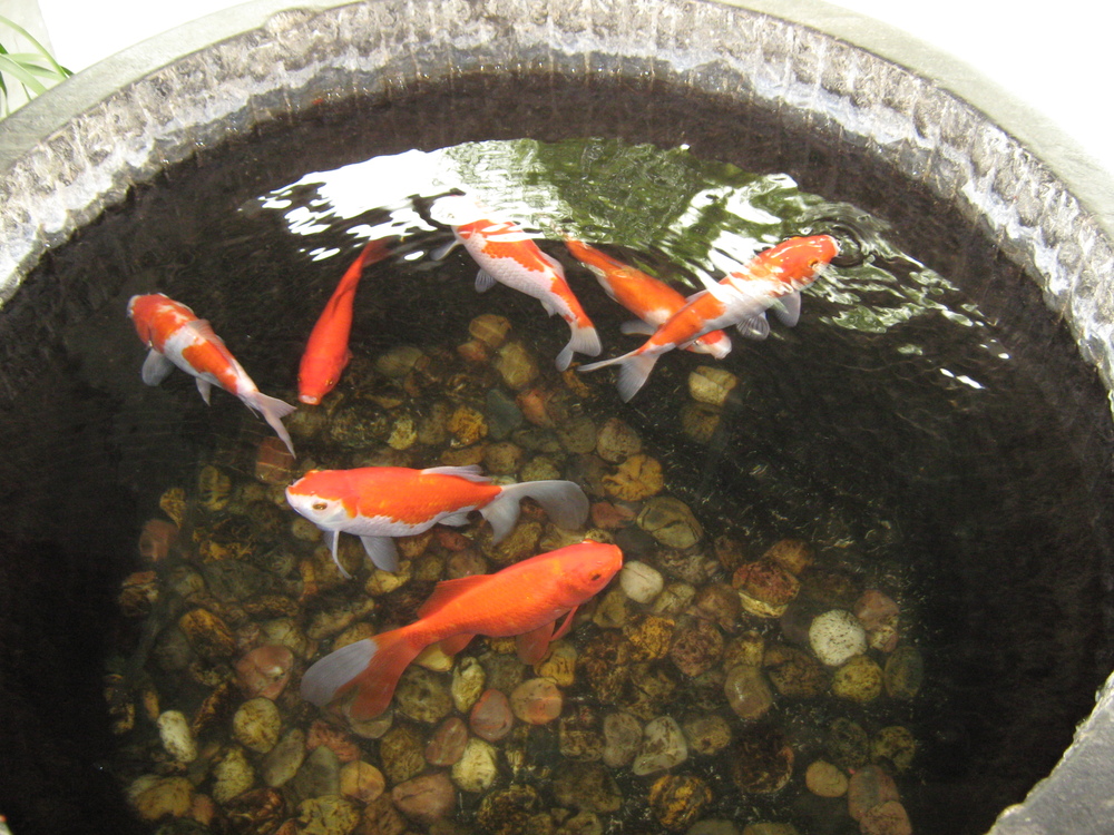 Китай, Фонтан с червени риби

