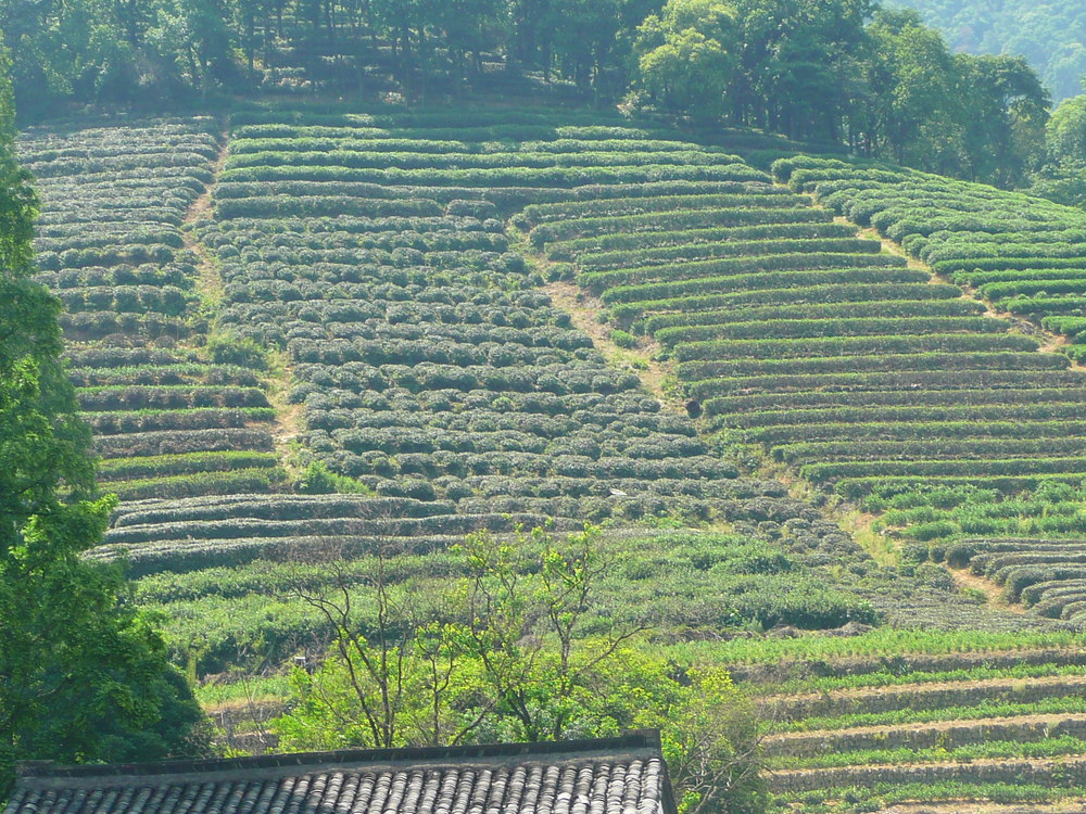 Китай, Ханджоу, чаени плантации
