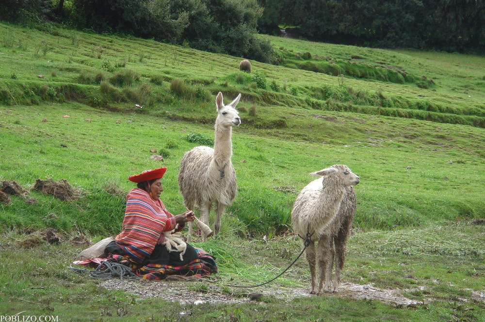 Перу, Лама
