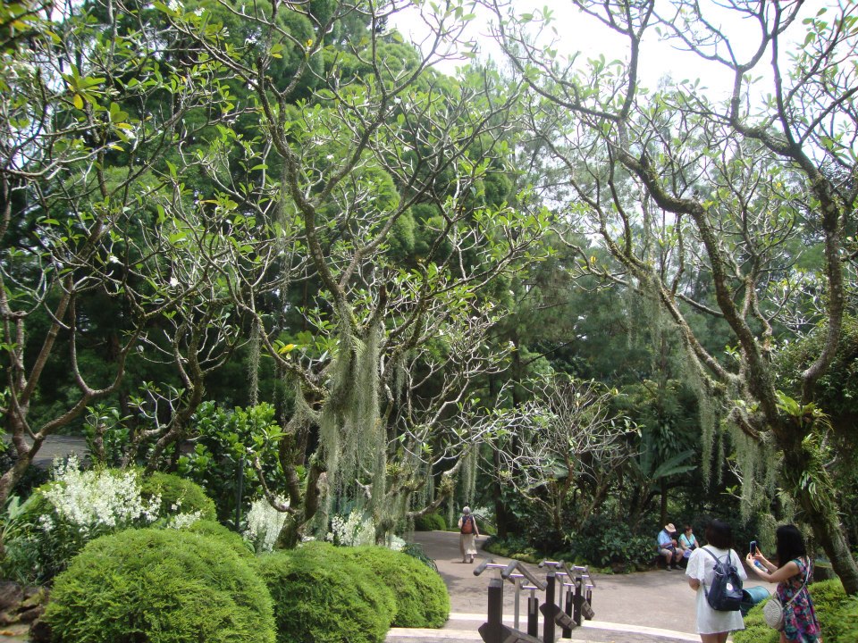 Сингапур, Вековни дървета в Ботаническата градина

