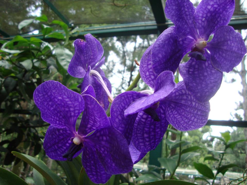 Сингапур, Павилиона на ВИП орхидеите
