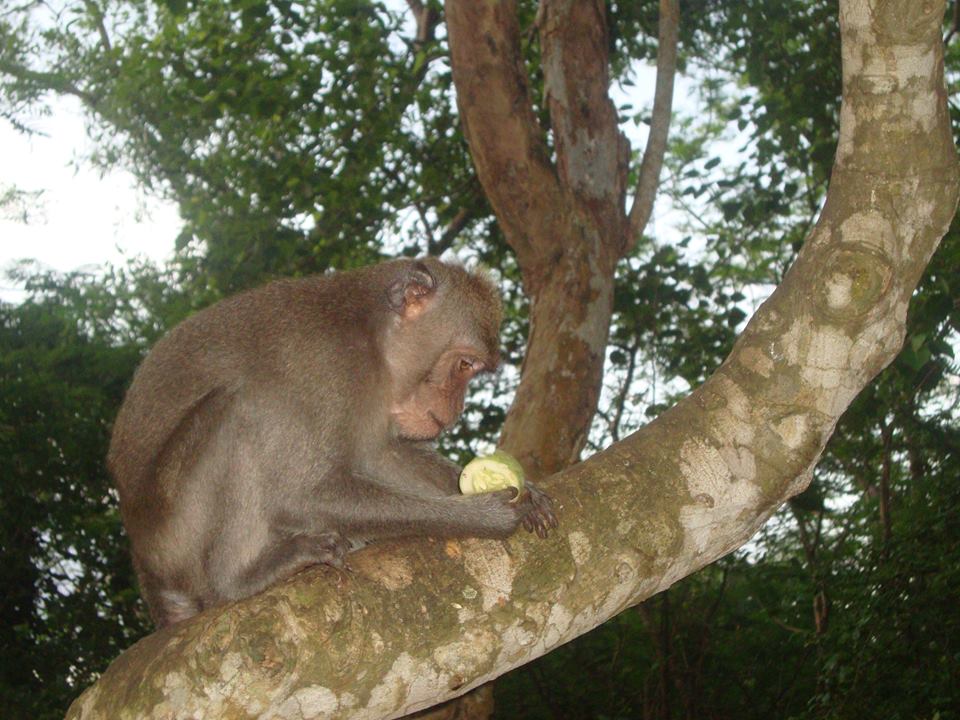 Бали, маймунка в Улувату

