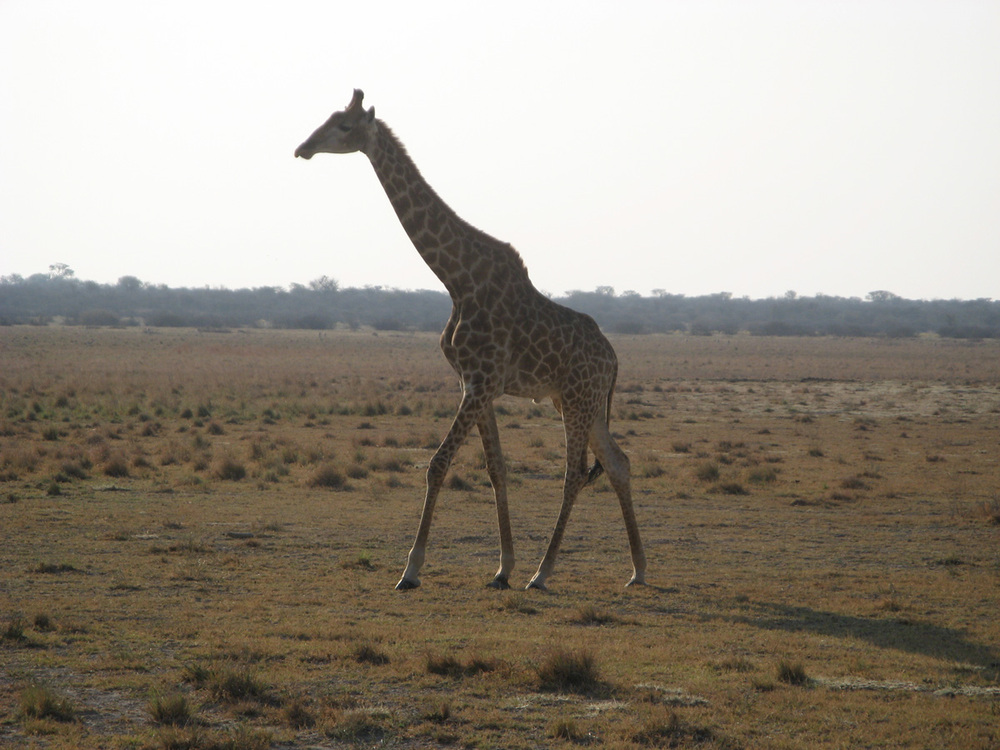 Ботсвана, Любопитен жираф
